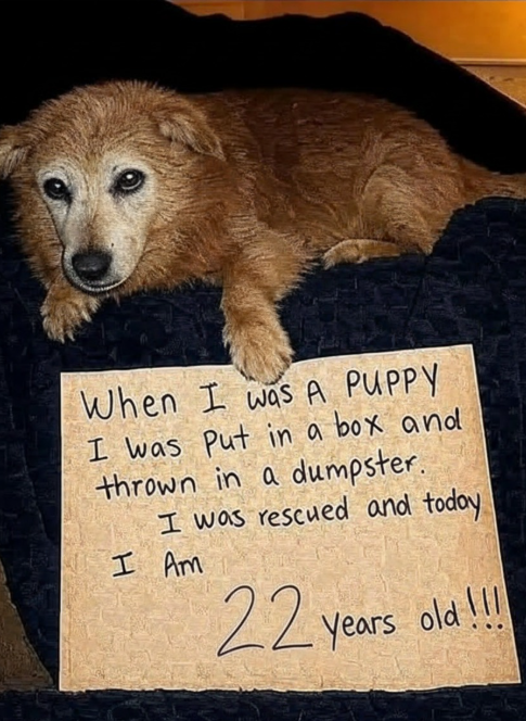 Dog Lovers tweet media