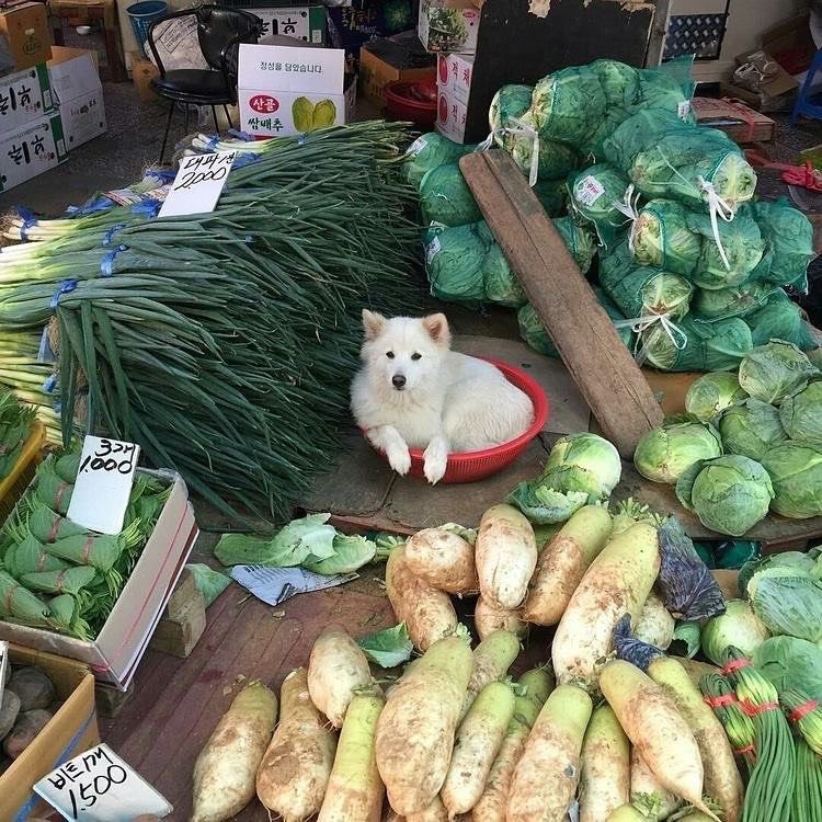 시장 가면 가끔 있는 이런 강아지들 보면 너무 따숩고 좋아