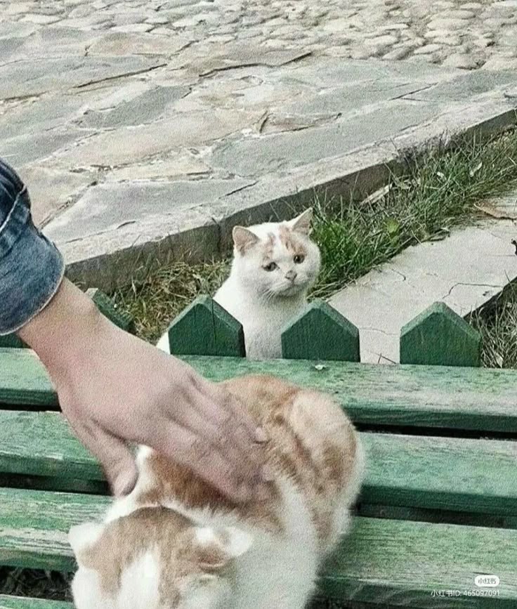 catwithaura's tweet photo. Every cat in the world deserves love https://t.co/pEj7UZ2II3
