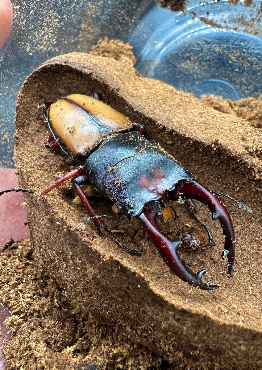 かぶぶくわわ (@mushi_lowkun) / Posts / X