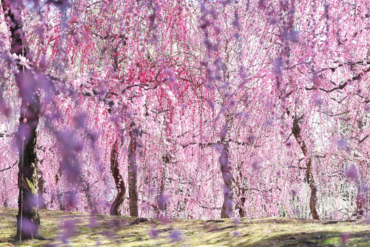 おはようございます。職場の梅は３−５分咲きになってきました。土曜日は天気が良さそうなので梅を見に出掛けにいきたいと思います。とはいえ暖かくなったり寒かったりで風邪を引きやすい季節なので、皆様お気をつけください。良い火曜日を。TLを花でいっぱいにしよう