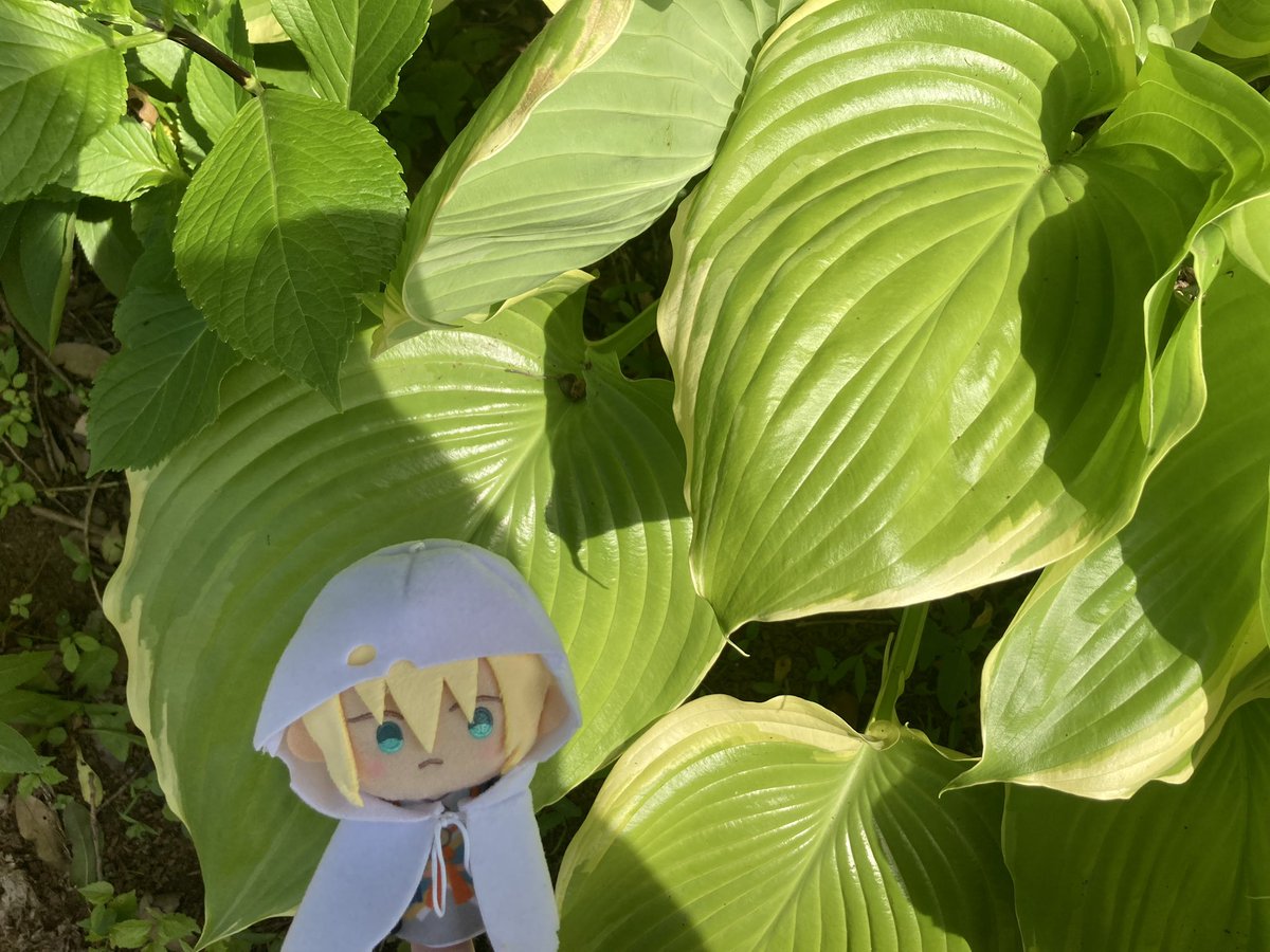 yu304's tweet photo. お花と写ってるとアリ工ッティっぽいな⸜🌷︎⸝‍
コ□ポックルか https://t.co/zvXxhCUOqD