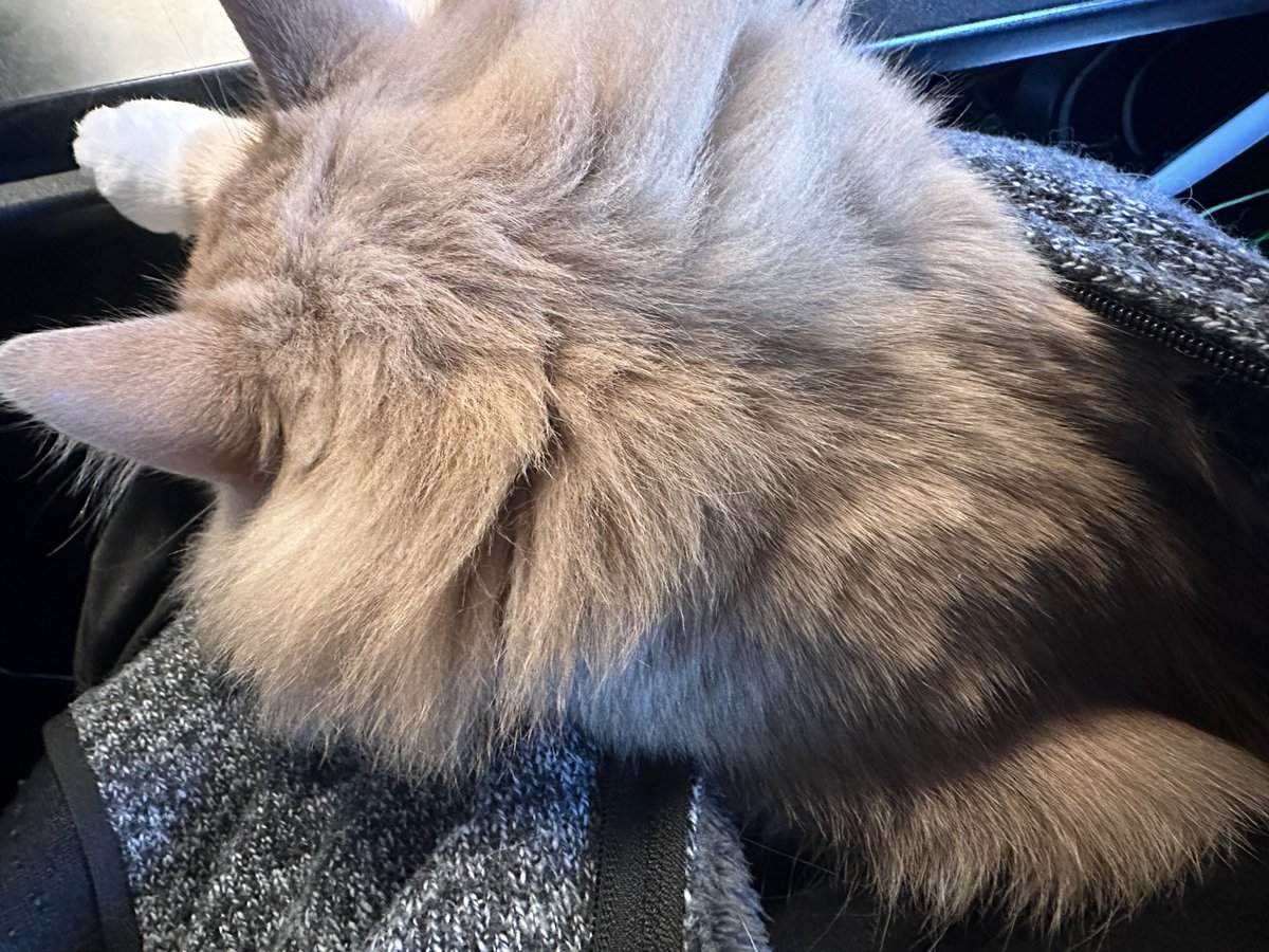 今日のねっこ🐈服の中で寝てる☺️ 