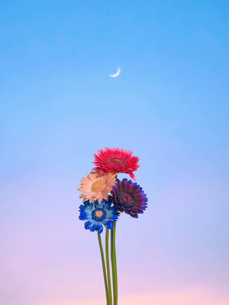 ノア | 𝘕𝘰𝘢𝘩 tweet media