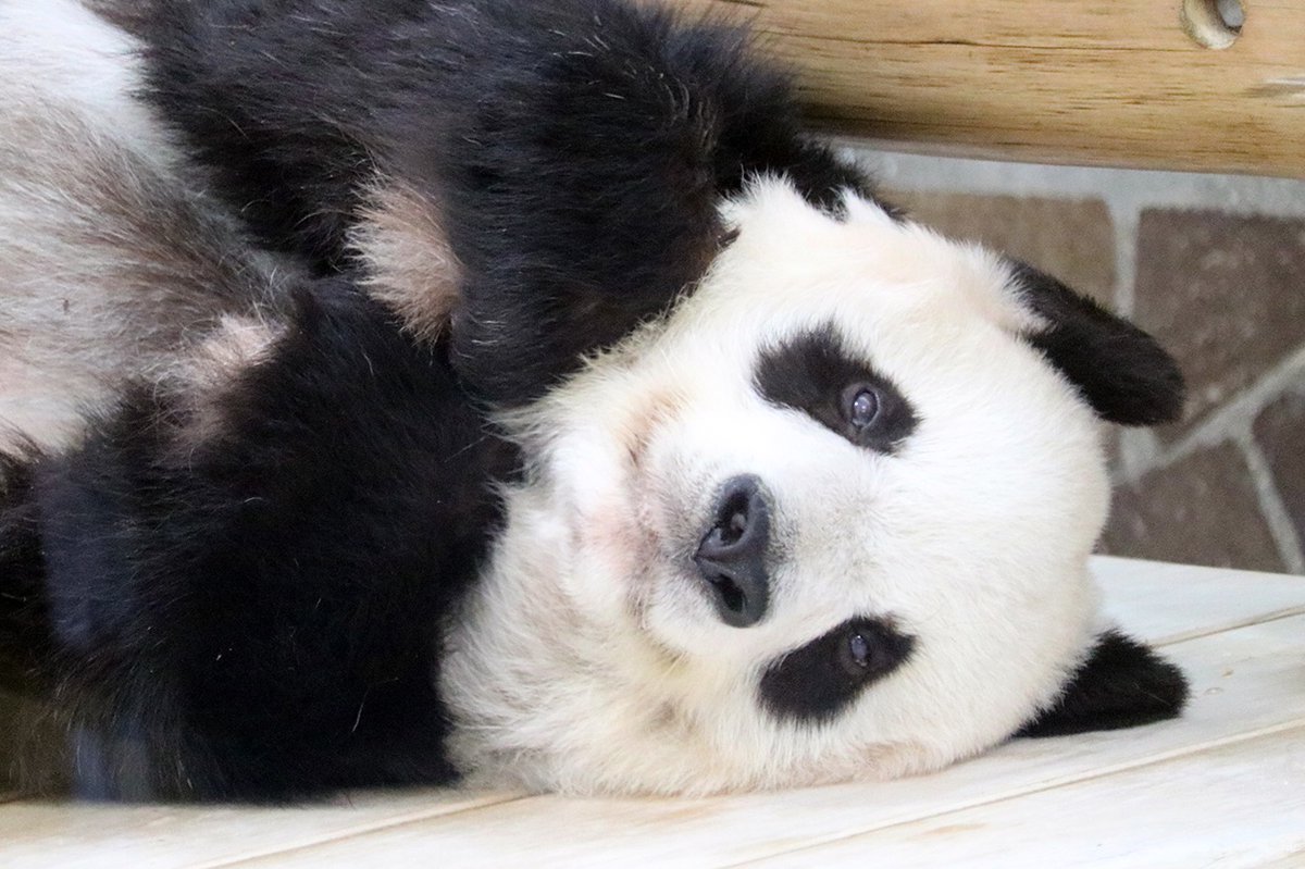 楽しいって感情は、心の栄養なのよ」🐼🎶 #水曜日のお嬢様 #タンタン