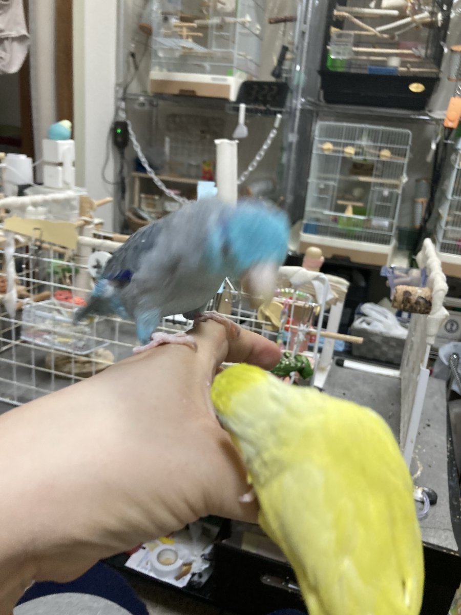 これは飼い主の親指ポジションを争って追い出されたももぴと割と強引なりんちゃんの図