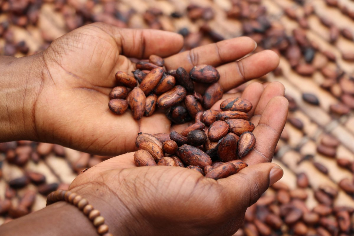 Eng_china5's tweet image. JUST IN

Ghana's president: "We will stop selling cocoa to foreign countries, and we will buy our own crop and process it locally."