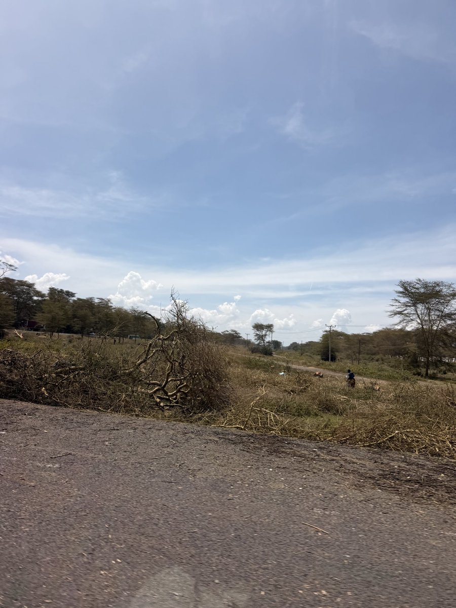 So sad to see the acacia trees along the Naivasha-Nakuru Highway go…