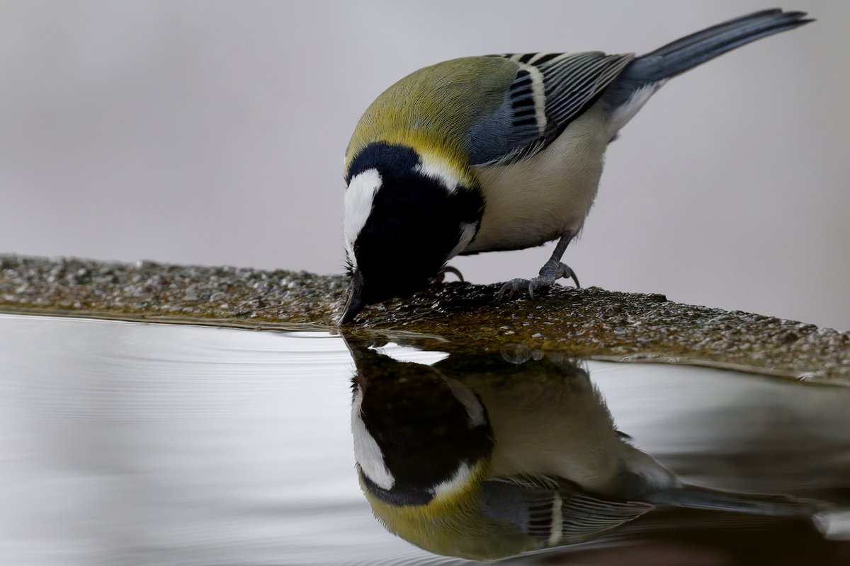 hama_yuu2003's tweet image. 綺麗に反射したシジュウカラ

#野鳥写真
#photolab8

NIKON Z 8
NIKKOR Z 600mm f/6.3 VR S
600mm | f/6.3 | 1/1000 | ISO 1400