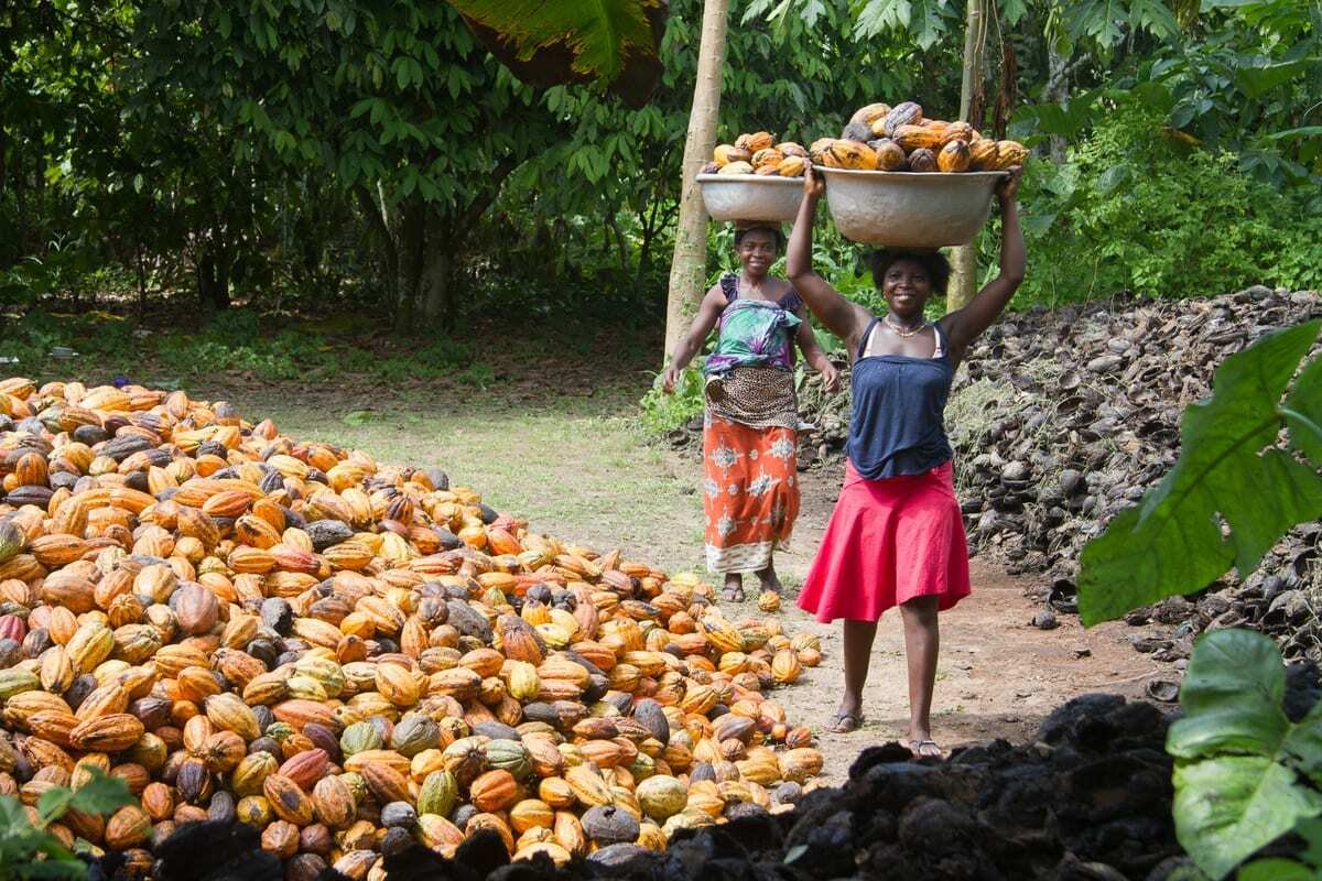 Eng_china5's tweet image. JUST IN

Ghana's president: "We will stop selling cocoa to foreign countries, and we will buy our own crop and process it locally."