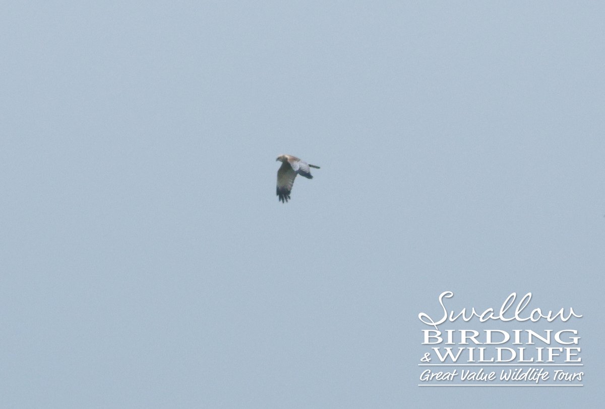 Swallow Birding & Wildlife tweet media