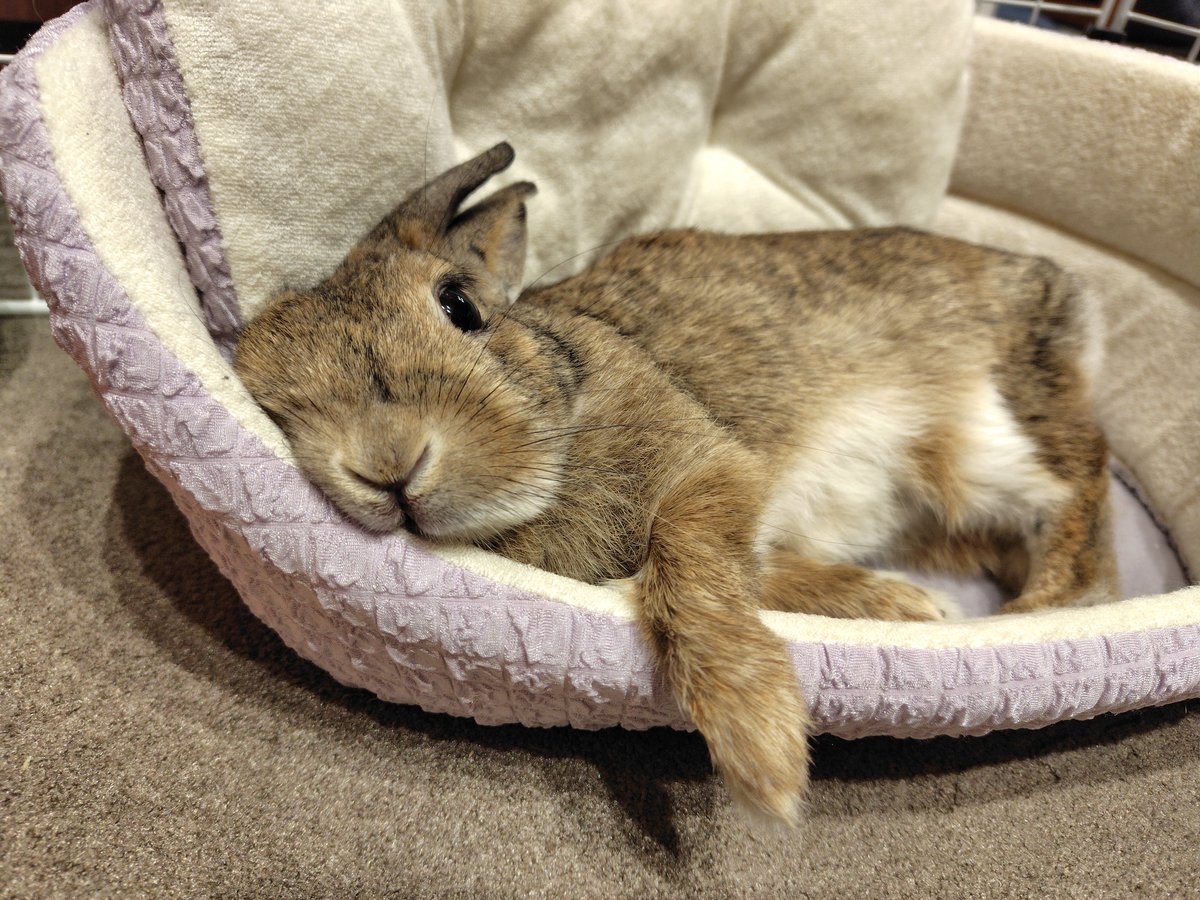 あぁ～今日も疲れましたね🐰💤 #うさぎ