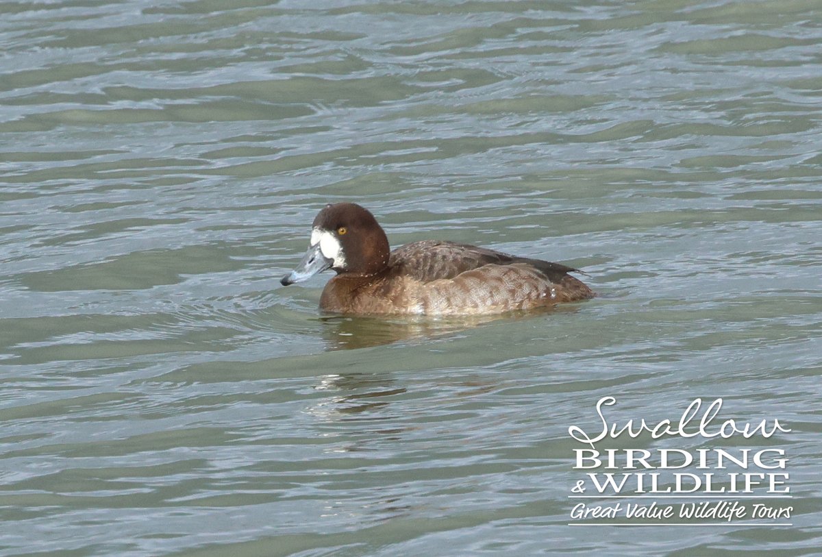 Swallow Birding & Wildlife tweet media