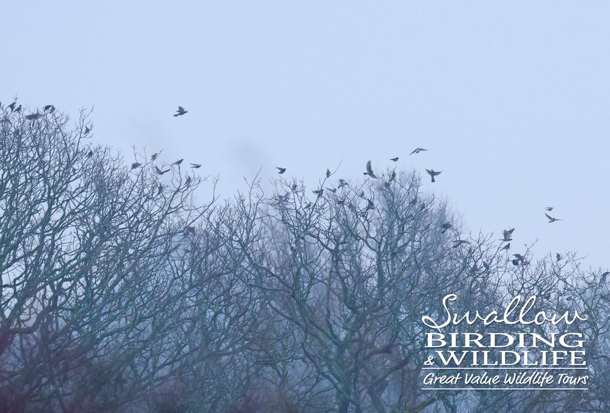 Swallow Birding & Wildlife tweet media