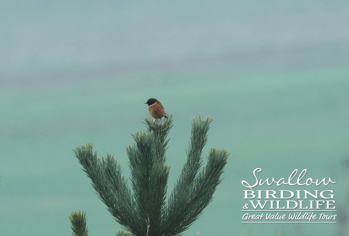 Swallow Birding & Wildlife tweet media