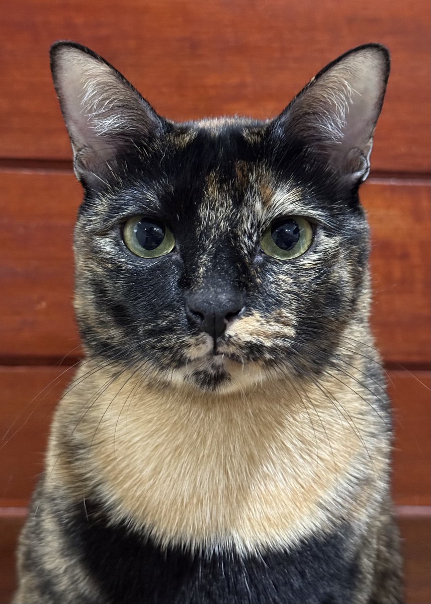 Chaomchaaem's tweet image. หนูสู้กล้องพอจะไปเป็นดาราได้ไหมคะ