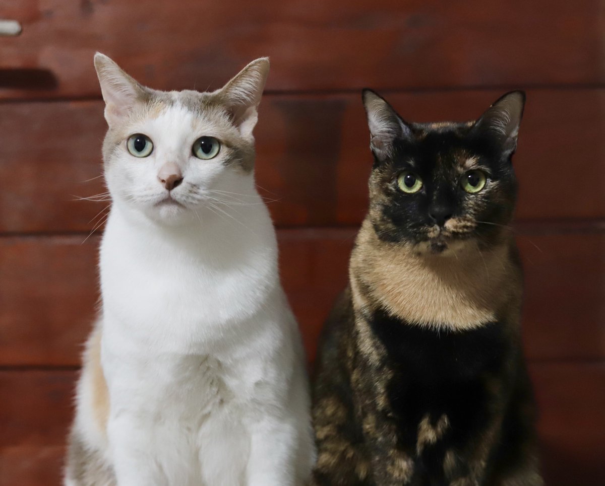 หนูสู้กล้องพอจะไปเป็นดาราได้ไหมคะ