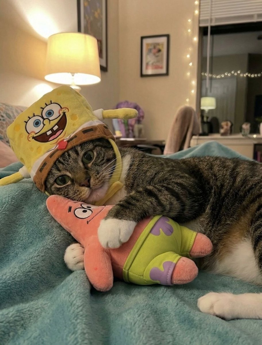 teddybullaro's tweet image. 