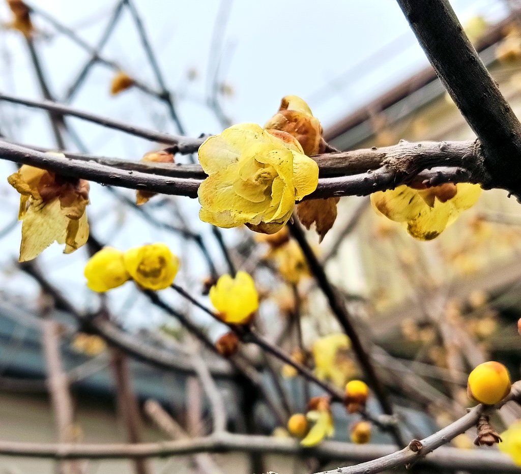 akasasimi's tweet photo. 蝋梅を見るたびに、
「蝋細工のような透き通った黄金の花びらの、甘い香りの花が本当にこの世にはある」ということを噛みしめてる https://t.co/WqMW9oreWa