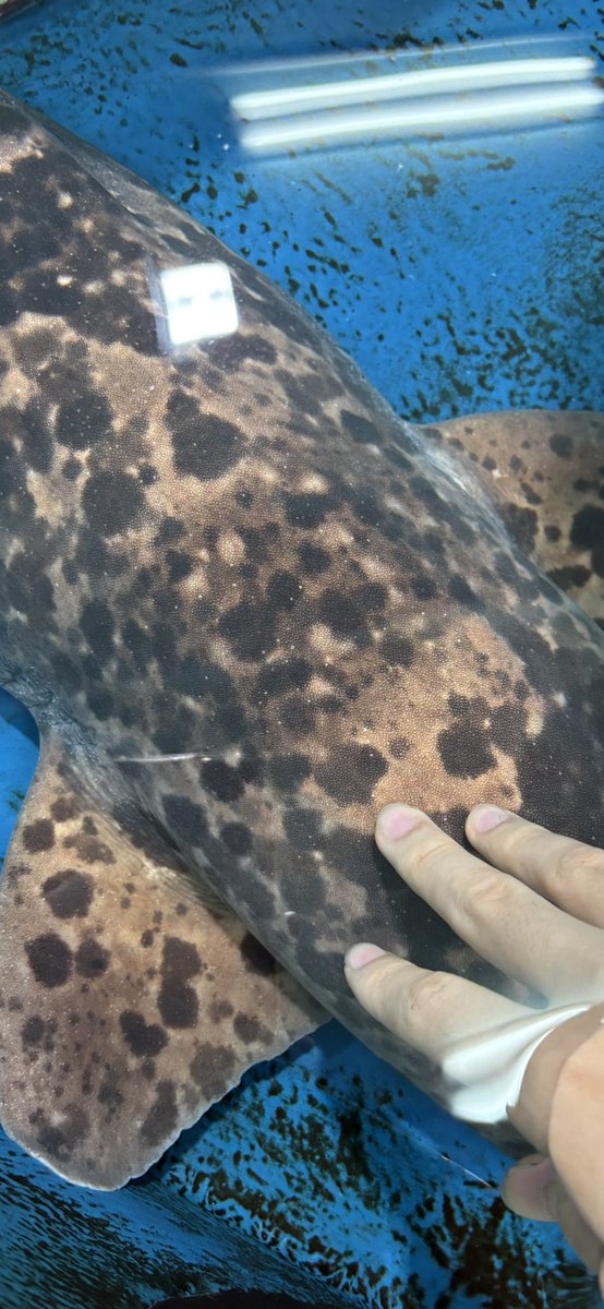 ナヌカちゃん、全身ザラザラの耳たぶみたいな感触。お腹が特に気持ちいい