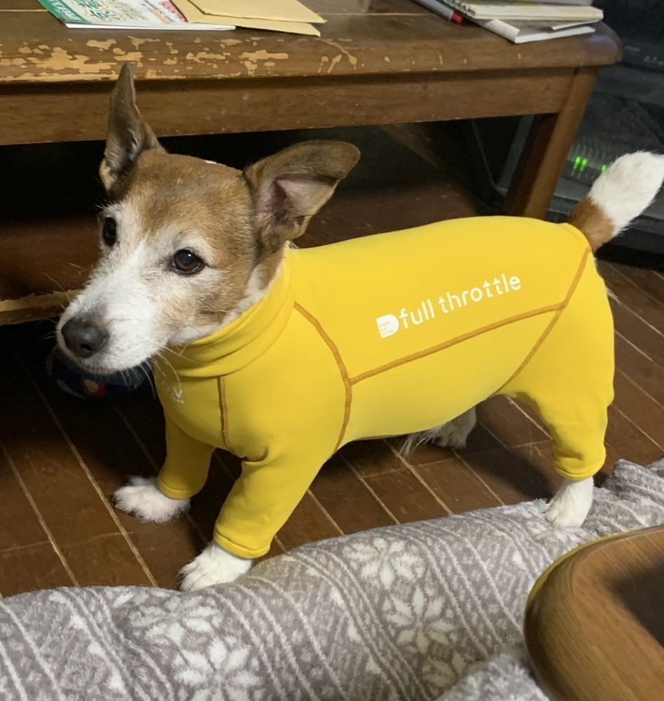 パッツパツセクシーイッヌスーツが犬好きを熱狂させる