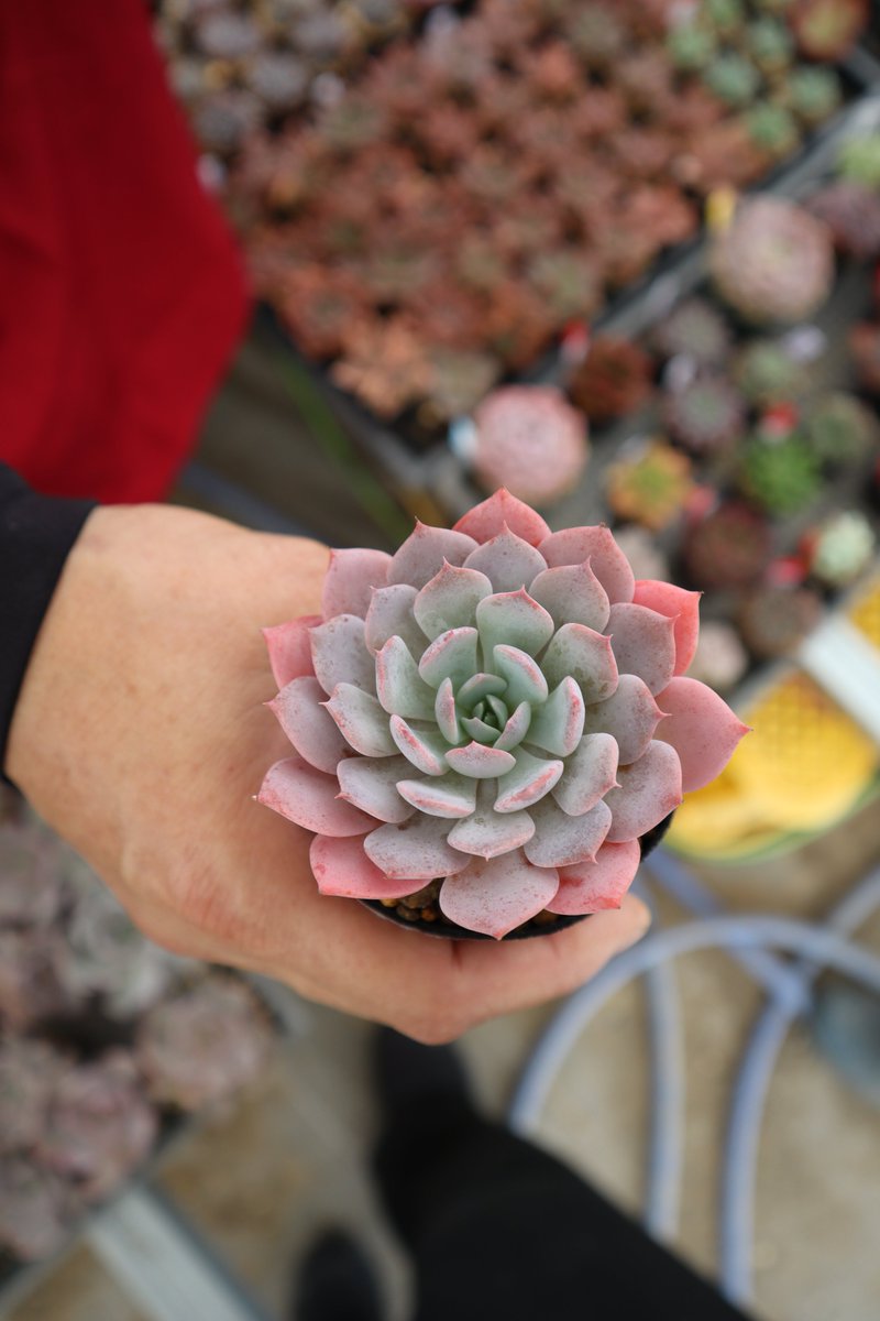 うかたま tweet media