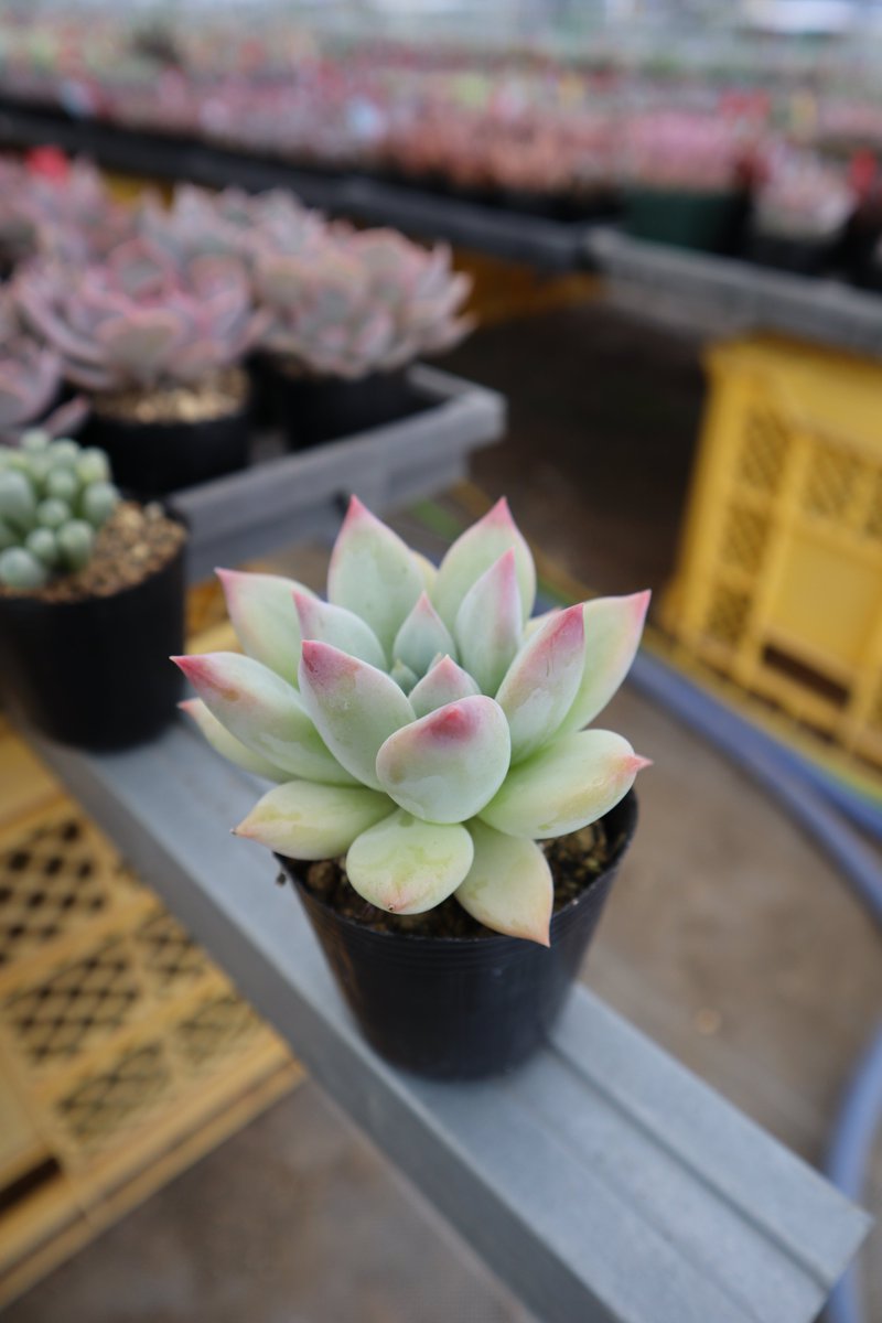 うかたま tweet media