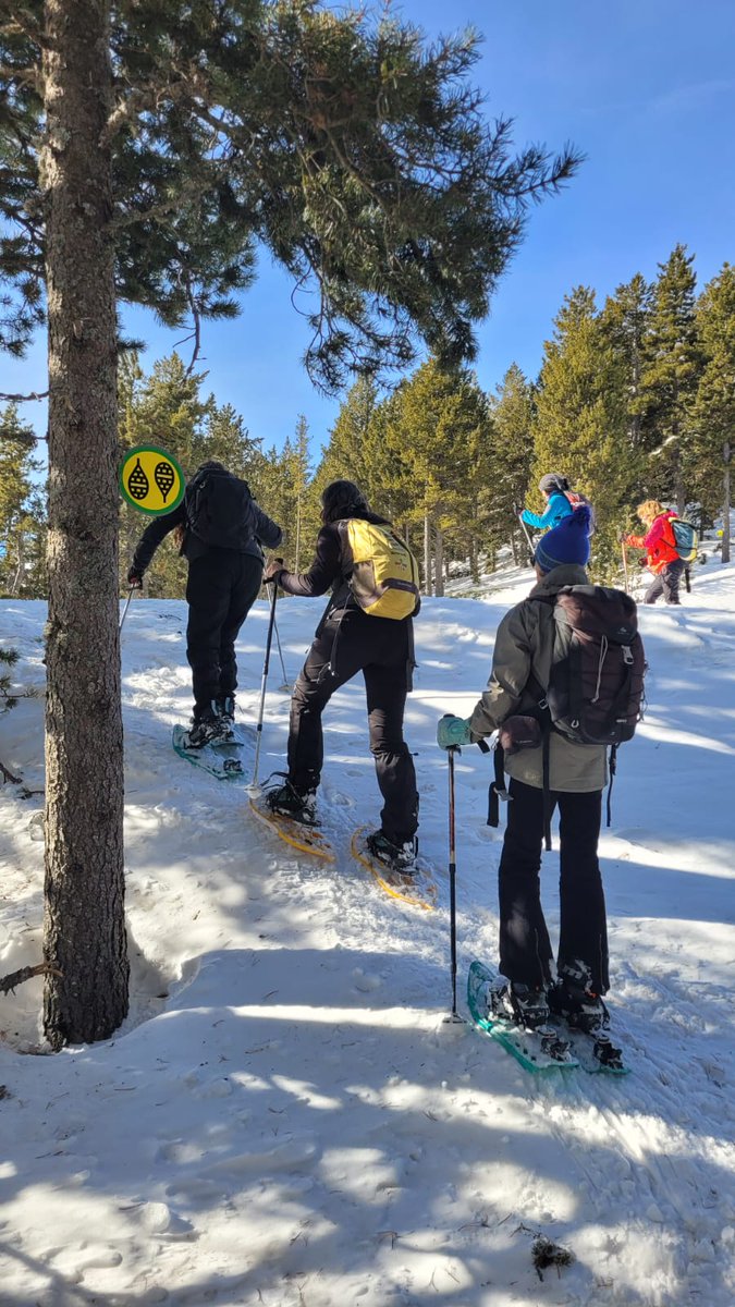 AEMartorell's tweet photo. 🗻⛷️Ahir vam fer raquetes de neu a Tuixent-La Vansa. Una circular de 10 km i 330 m de desnivell, entre boscos de pi negre, prats i cims nevats, amb bon temps i companyonia. I grans vistes del Cadí, Pedraforca, les muntanyes del Pallars i Andorra, Montsec i Turbó, blancs. https://t.co/4J2MFPwiD8