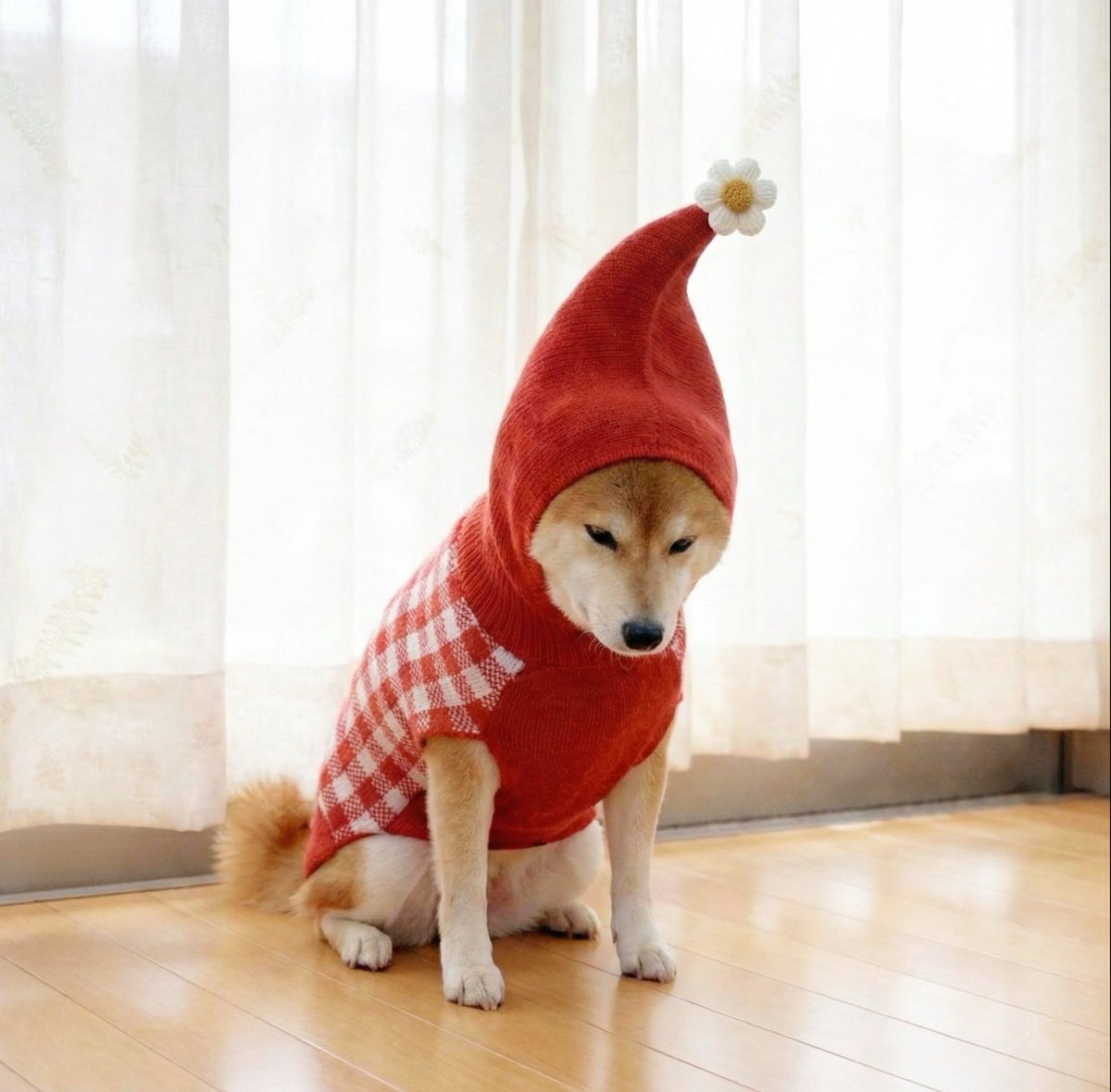 ネットでポチッた犬の服届いたんだけど、どうみても赤ピクミンにしか見えないバグ発生してる