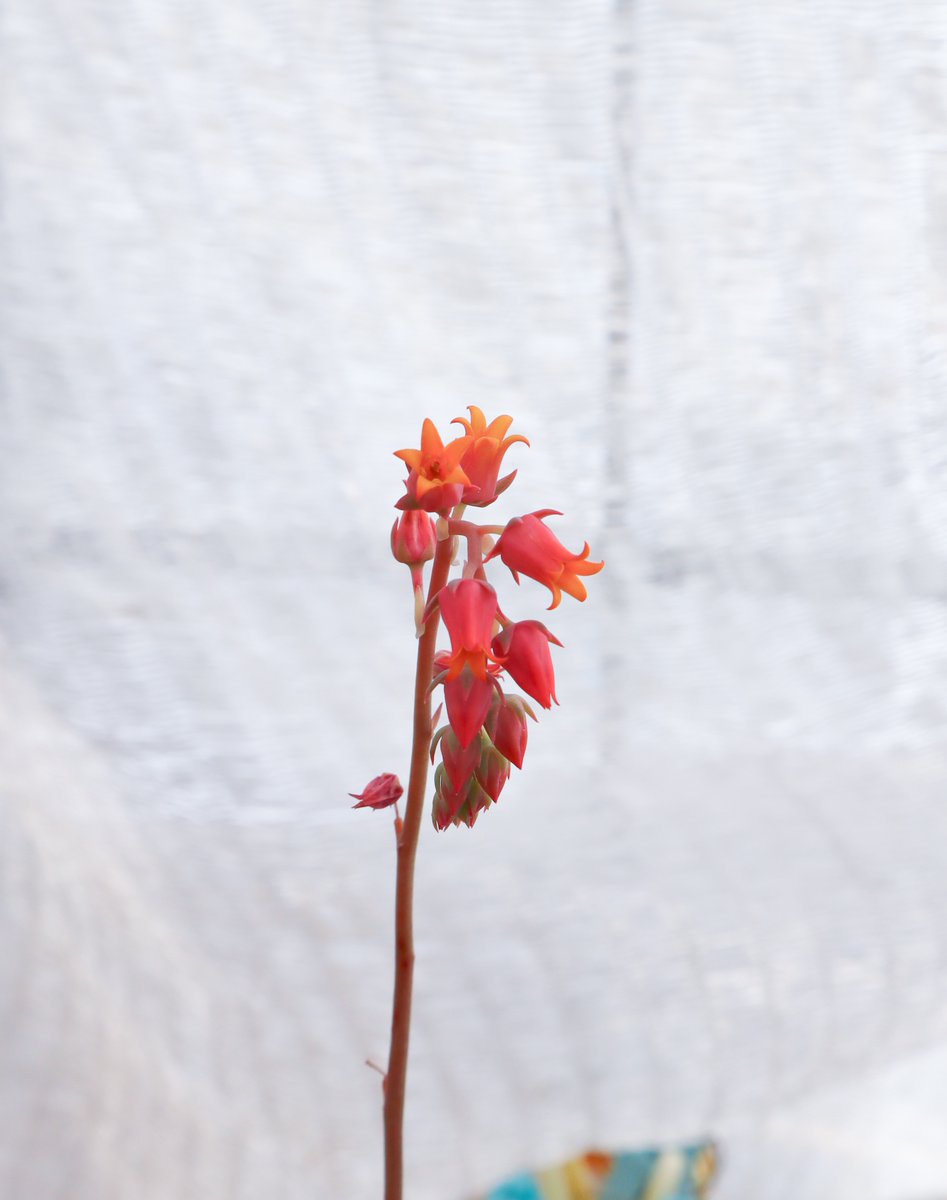 うかたま tweet media