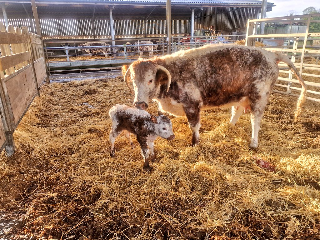ChasSutcliffe's tweet photo. Tetford Elderflower a Fishwick Prosperity daughter o/o Tetford Nutmeg born March 2023 calved in the early hours. I saw it on #cctv so knew everything was ok. Unassisted, calf up sucking when I got to the yard this morning. #tetfordlonghorns #easycalving #nativebreed #proudmother https://t.co/Q4JBxzL5Jf