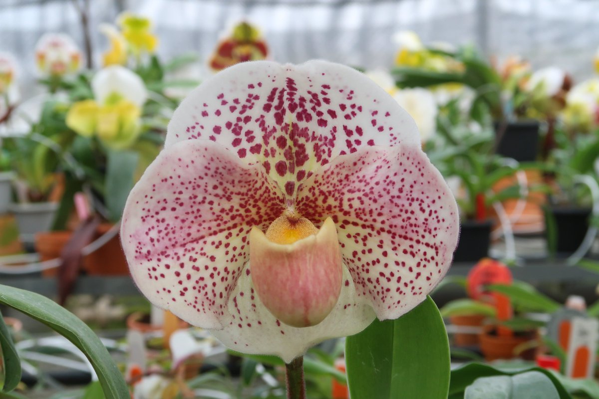 まん丸のピンク花セレクト個体の花が咲きました💮 今年は特に丸く