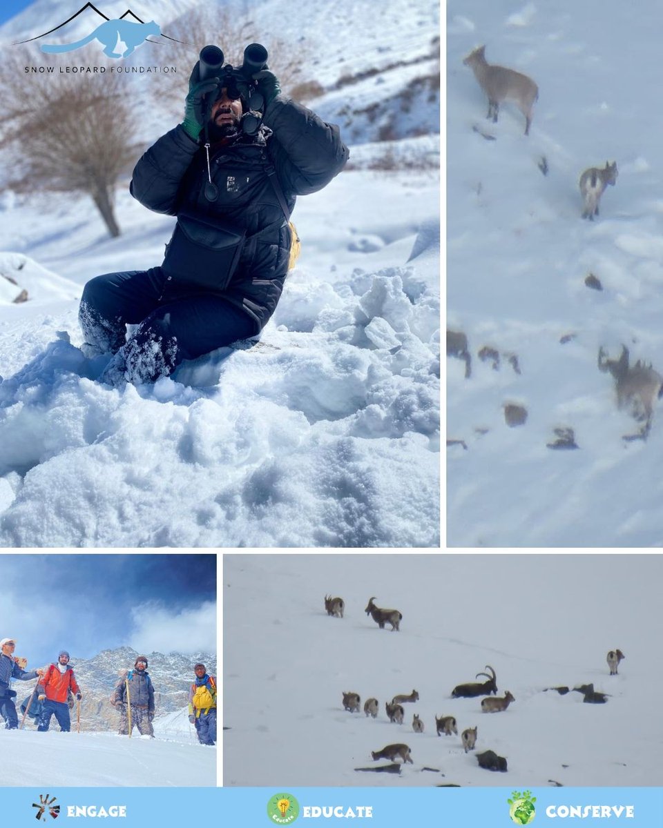 Snow Leopard Foundation tweet media