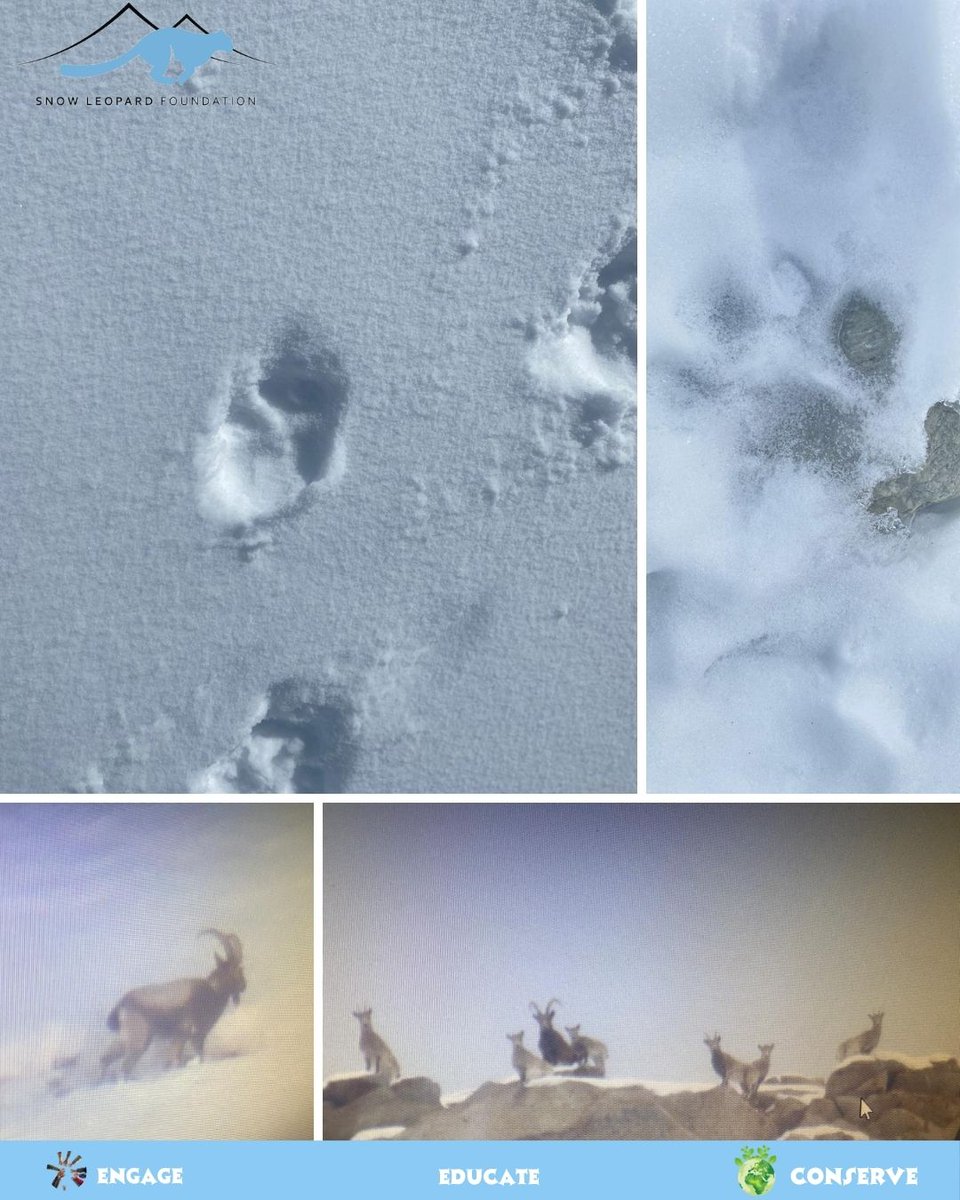 Snow Leopard Foundation tweet media