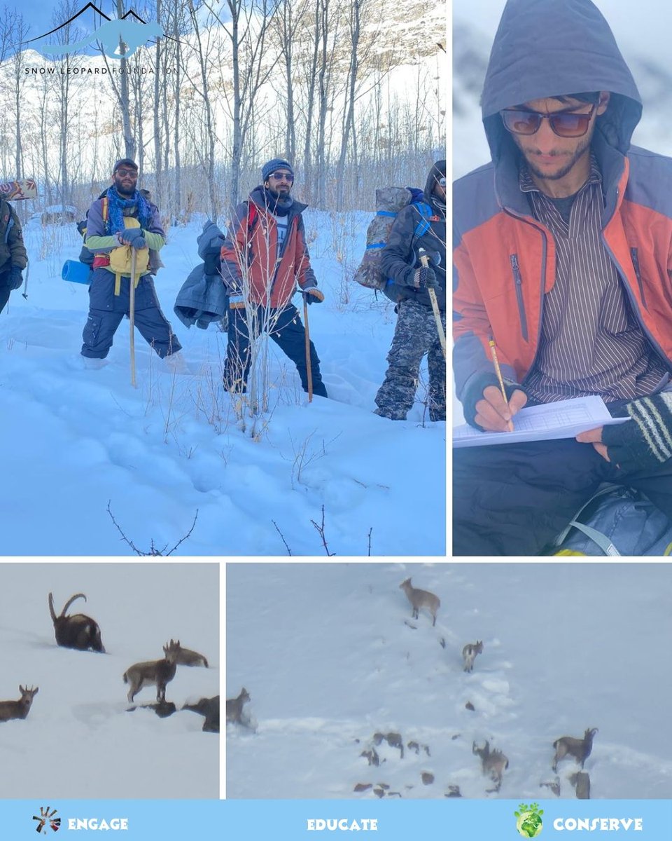 Snow Leopard Foundation tweet media