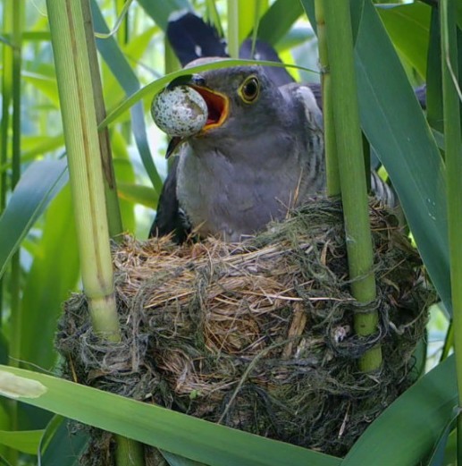Institute of Vertebrate Biology tweet media