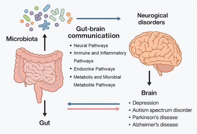 “Mood Swing” mungkin karena bakteri ususmu lagi nggak seimbang.

Hubungan antara bakteri usus dan suasana hati terjadi melalui poros usus-otak (gut-brain axis), di mana triliunan mikroba di pencernaan memproduksi sekitar 90% serotonin serta neurotransmiter lain seperti dopamin