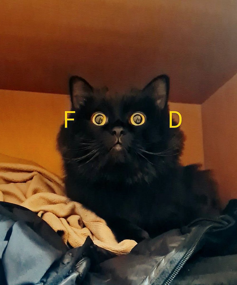 хомяк-хомяк и в продакшен 🇬🇪🇨🇦 tweet media