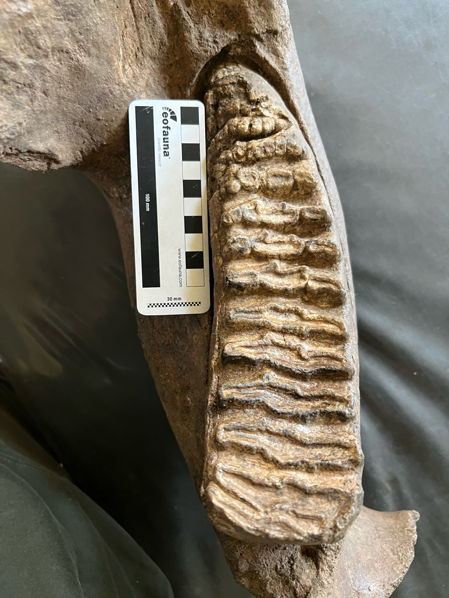 After a very successful 9th International Conference on Mammoths and Their Relatives 🦣🌍, <a href="/Eofauna/">Eofauna Scientific Research</a>  Research Director Asier Larramendi, together with Prof. Marco P. Ferretti, has been studying massive proboscidean remains from several African collections, 
 and others. 🦴🔬