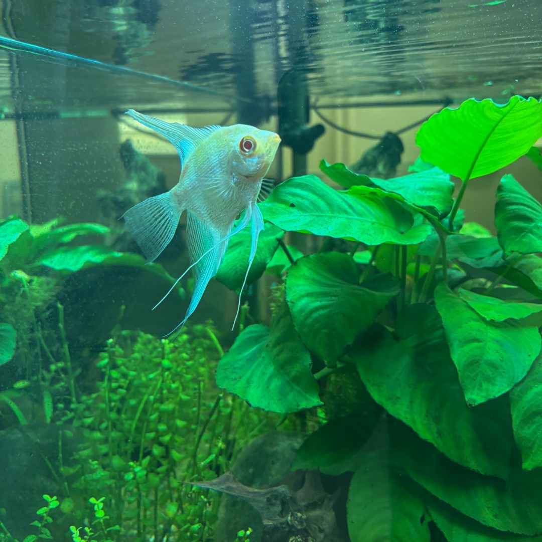 RAGT Seeds UK tweet media