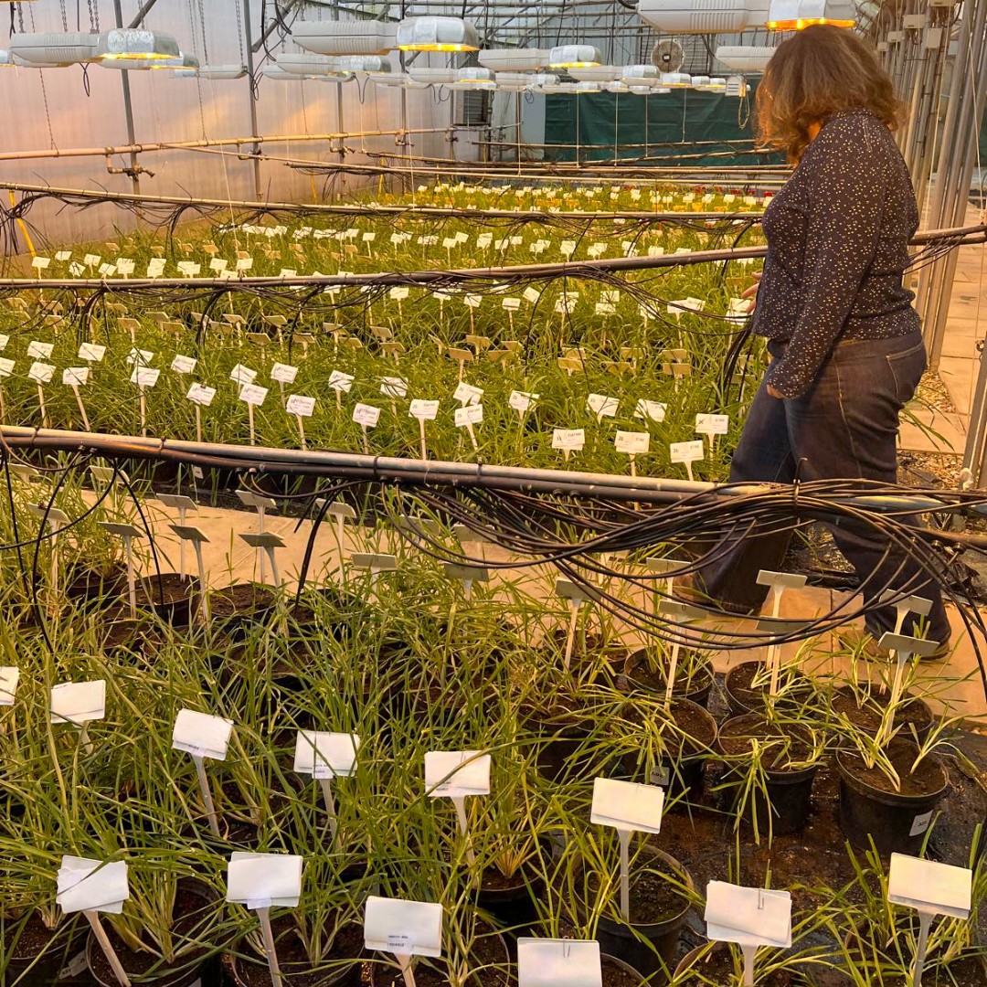 RAGT Seeds UK tweet media