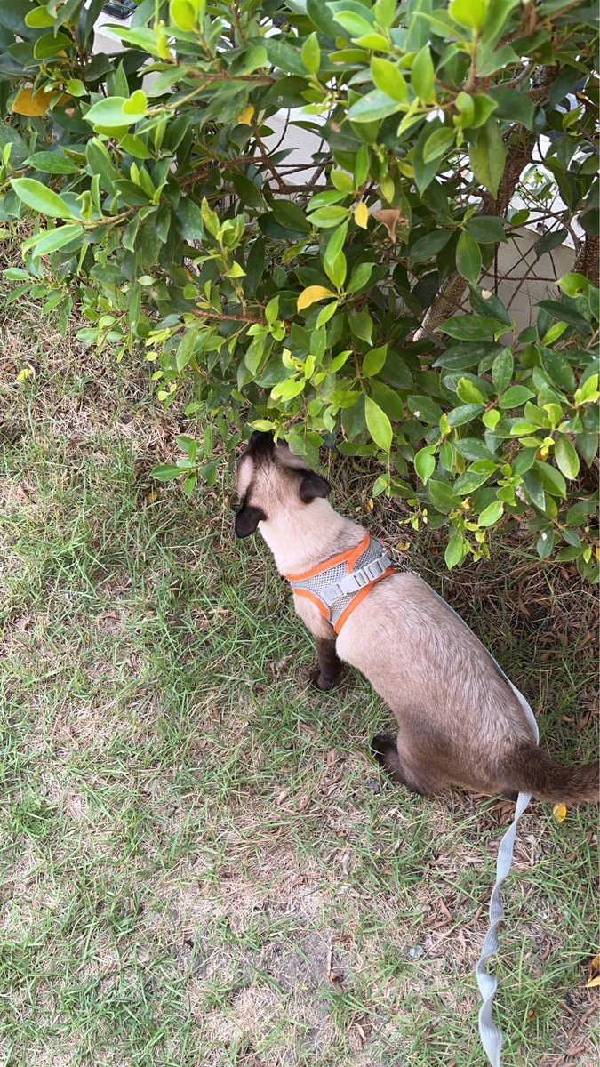 กินพืชแล้วหนึ่ง 🐈