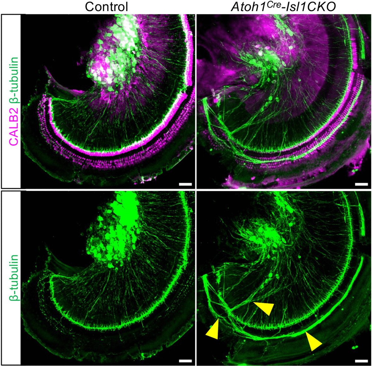 Institute of Biotechnology tweet media