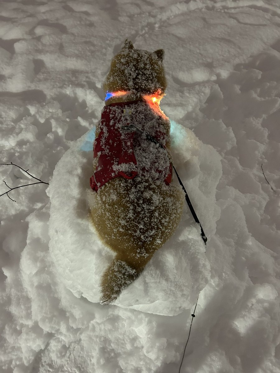 ❄︎赤柴いち❄︎ tweet media