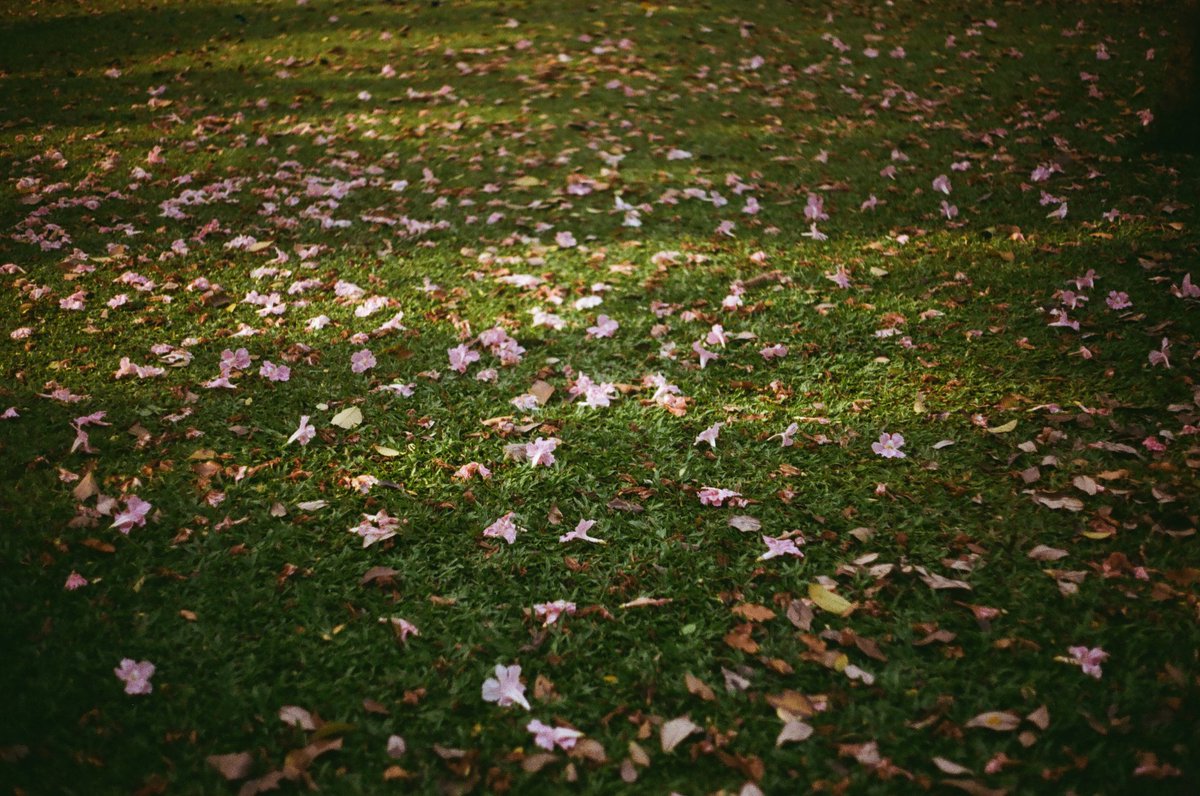 ชมพูพันธุ์ทิพย์
petals drop on the ground thru 35mm