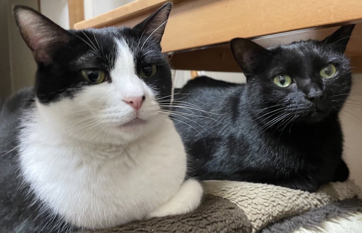 カーヤさんの昔の写真を探して
フォルダを整理していたら
先に亡くなった六文ちゃんとのツーショットを発見

今もこの椅子に2匹仲良く座ってるかなあ