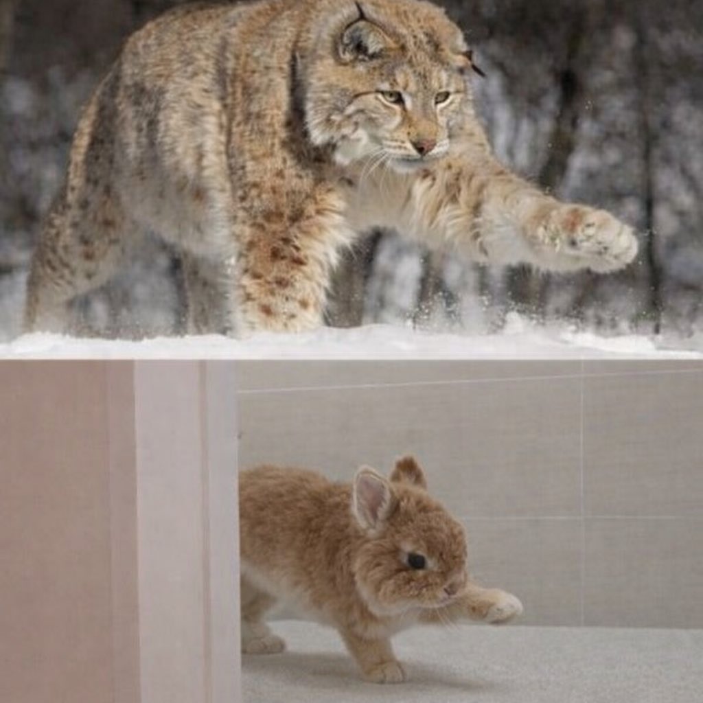 Why you should have a rabbit (@shouldhaverabit) on Twitter photo 