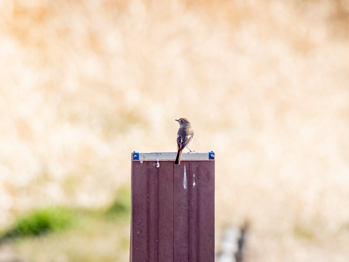 PhotoWalkman tweet media