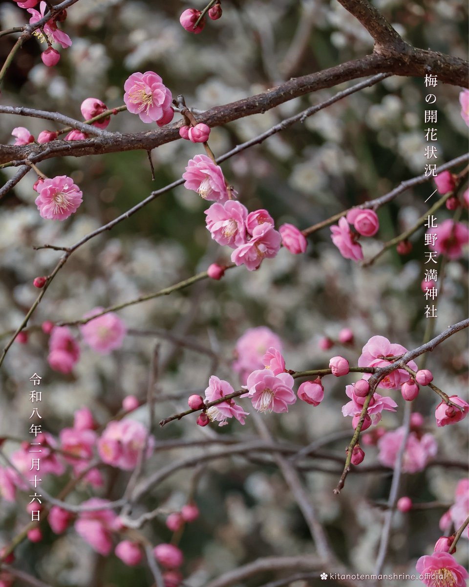 【梅の開花状況】
 
令和8年2月16日
 
先週末の暖かさにより
急に花開き五分咲きとなりました