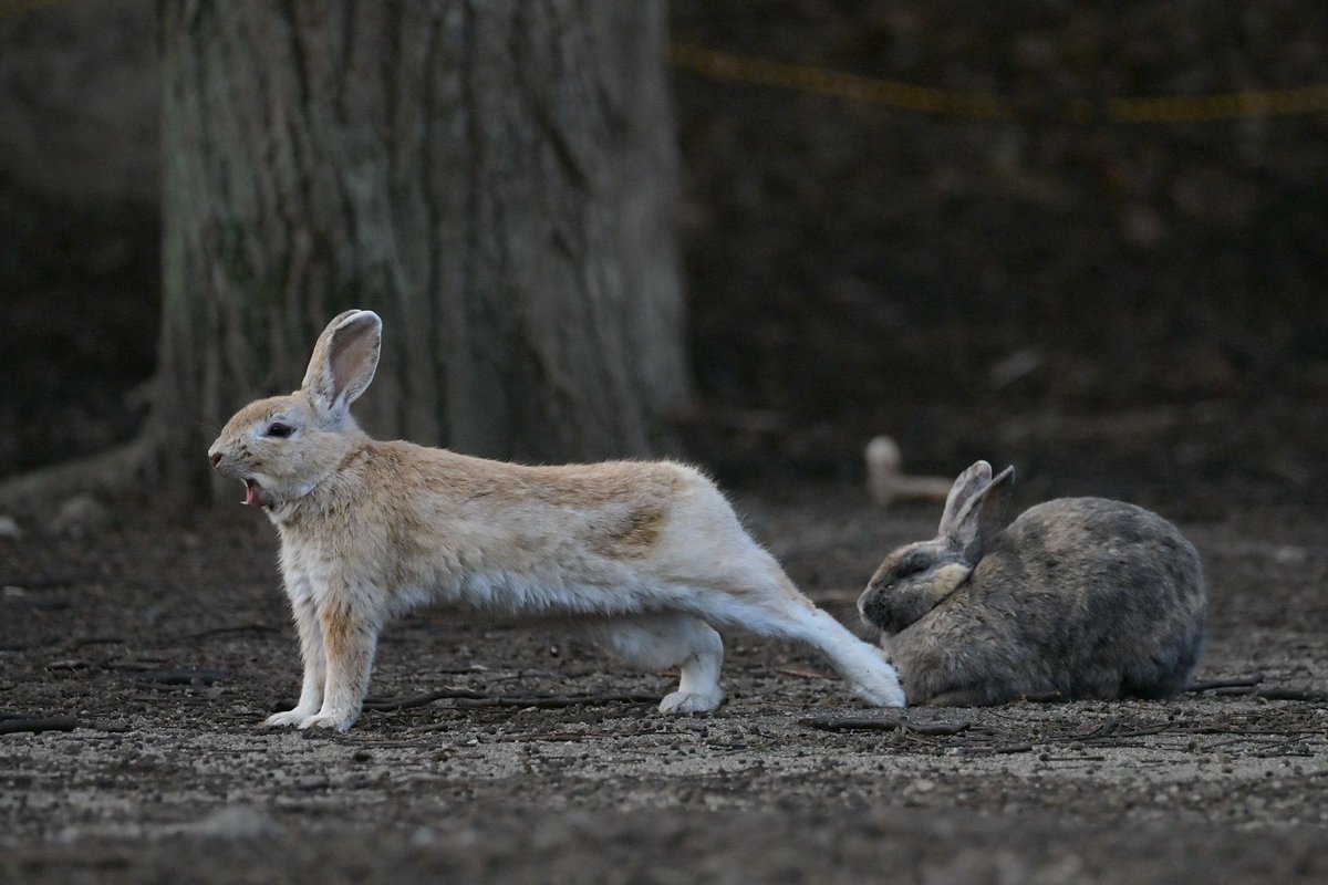 🐰うさぎさんの大欠伸🥱